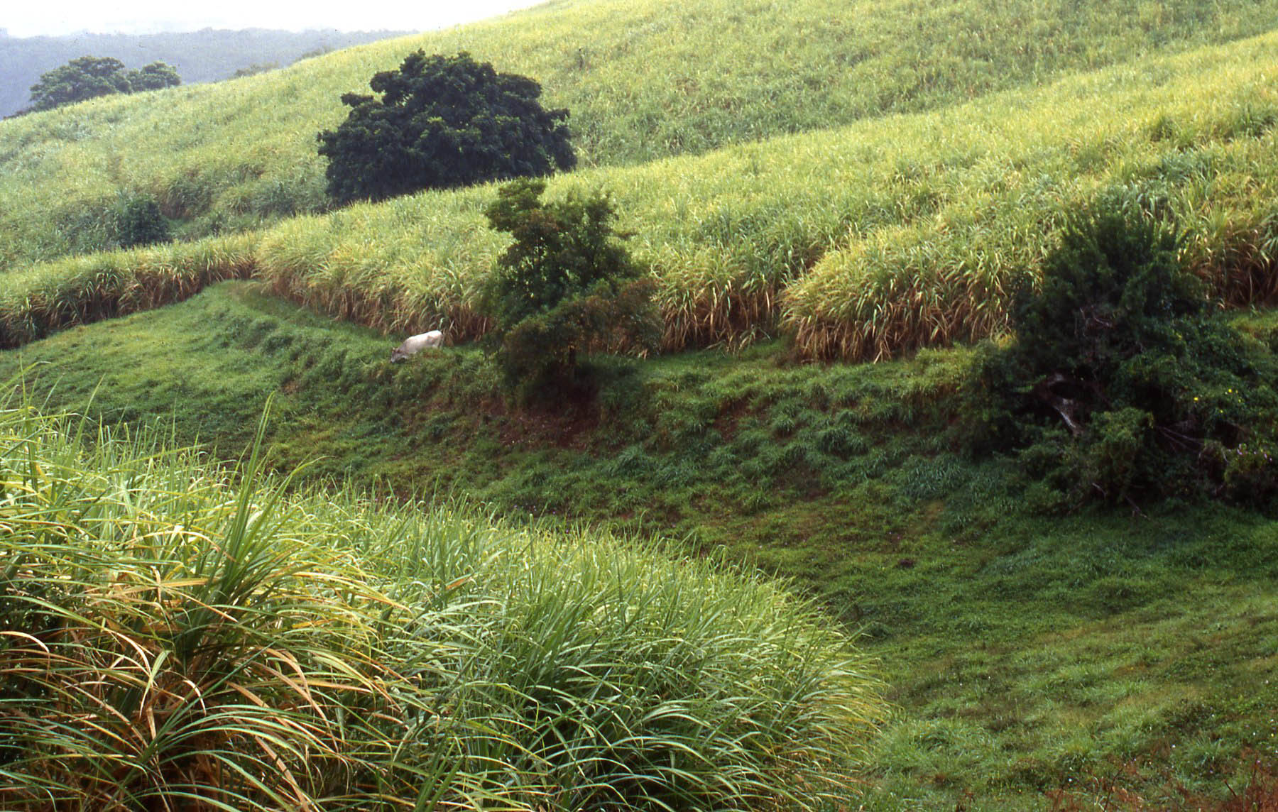 Girardin industriel en Martinique : guide 2026