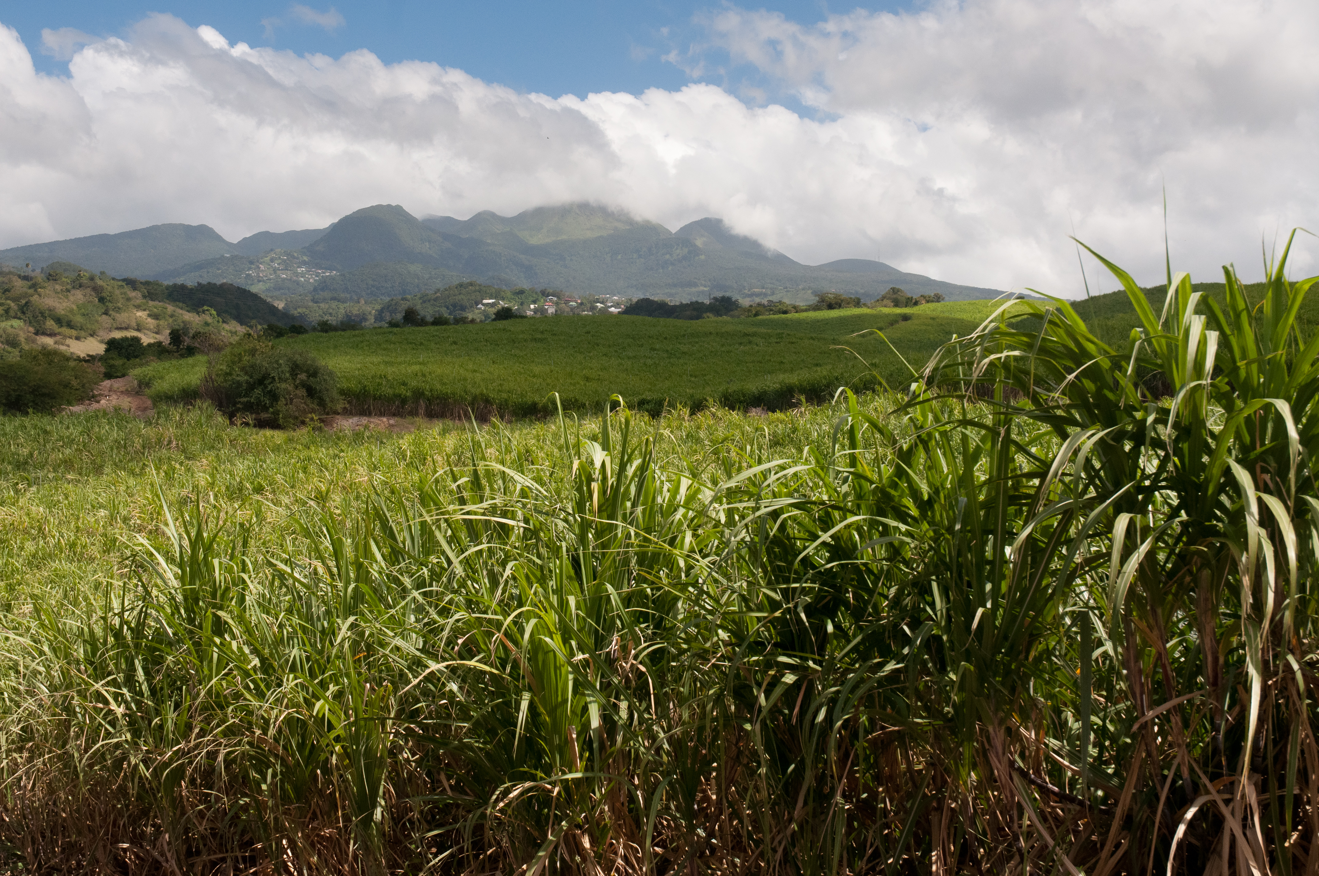 Champ de canne à sucre à Bologne, Guadeloupe — secteur agricole éligible au Girardin industriel