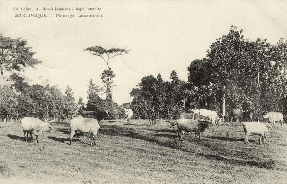 Le Lamentin (Martinique) vers 1900 — plafonds de loyers logement social DOM Girardin