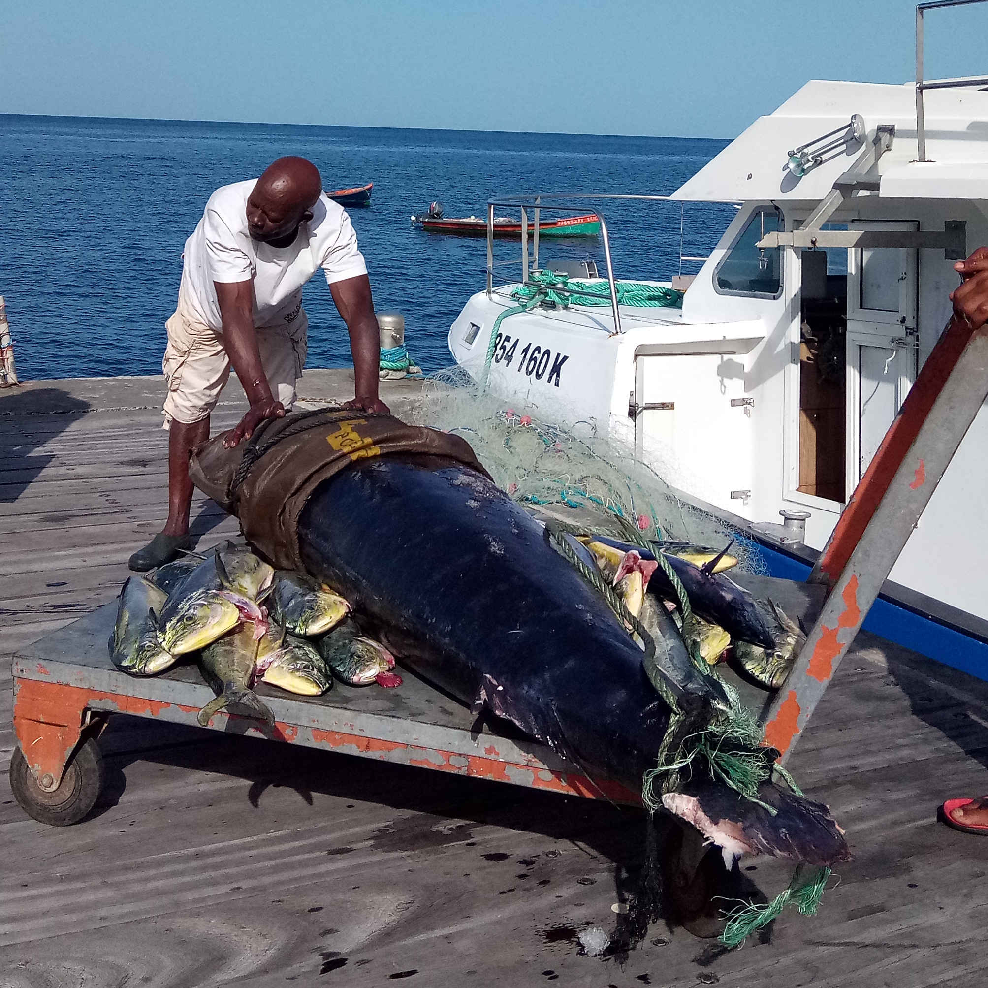 Retour de pêche au thon à Bellefontaine (Martinique) — garanties opérationnelles Girardin