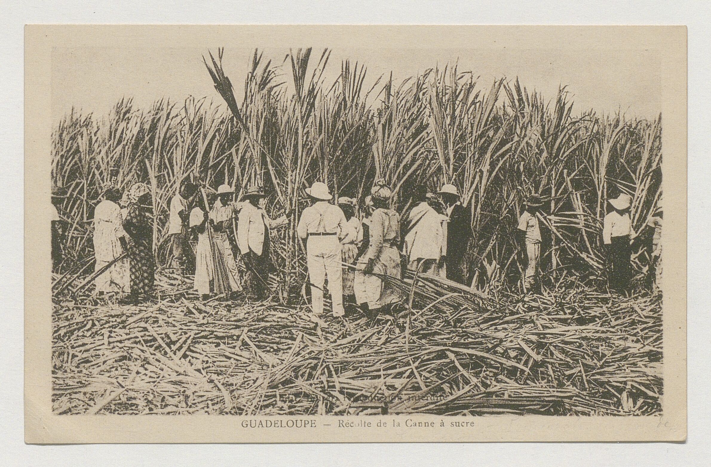 Récolte de la canne à sucre en Guadeloupe — agriculture et agroalimentaire